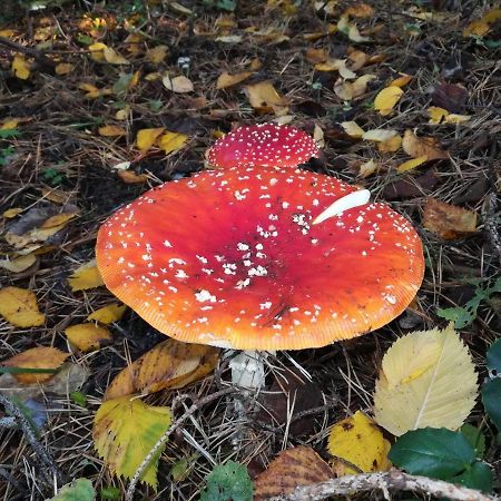 Fewo In Koepenick Berlin Zewnętrze zdjęcie